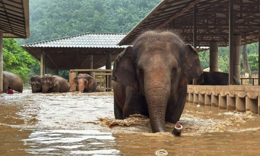 Inundaciones arrasaron este jueves un santuario de elefantes en Tailandia