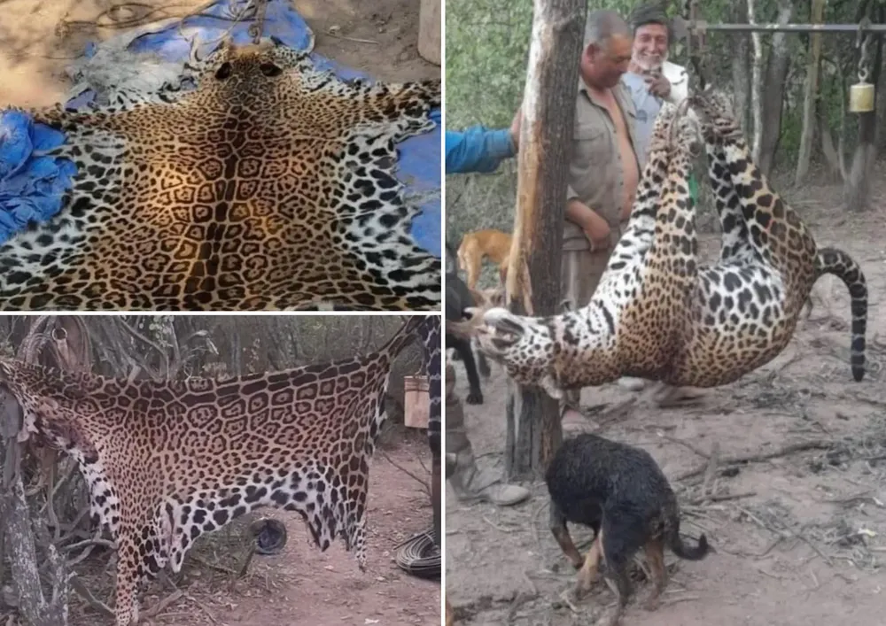 Cazadores furtivos detenidos por matar un yaguareté