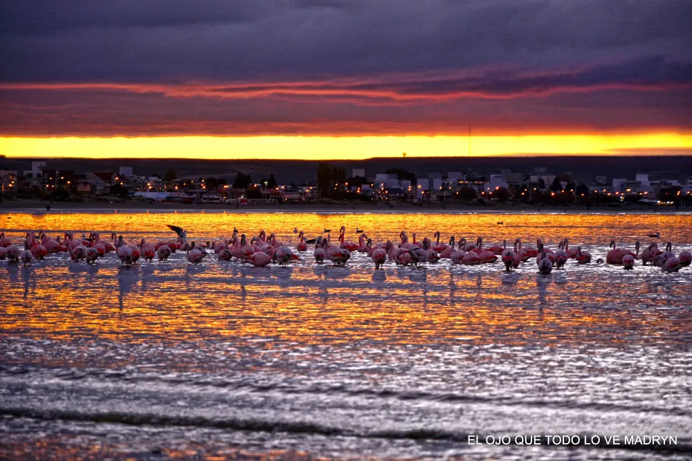 Flamencos de Puerto Madryn por Mario Acosta