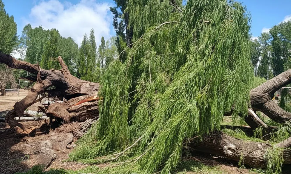 Un hombre quedó atrapado abajo de un árbol de gran tamaño