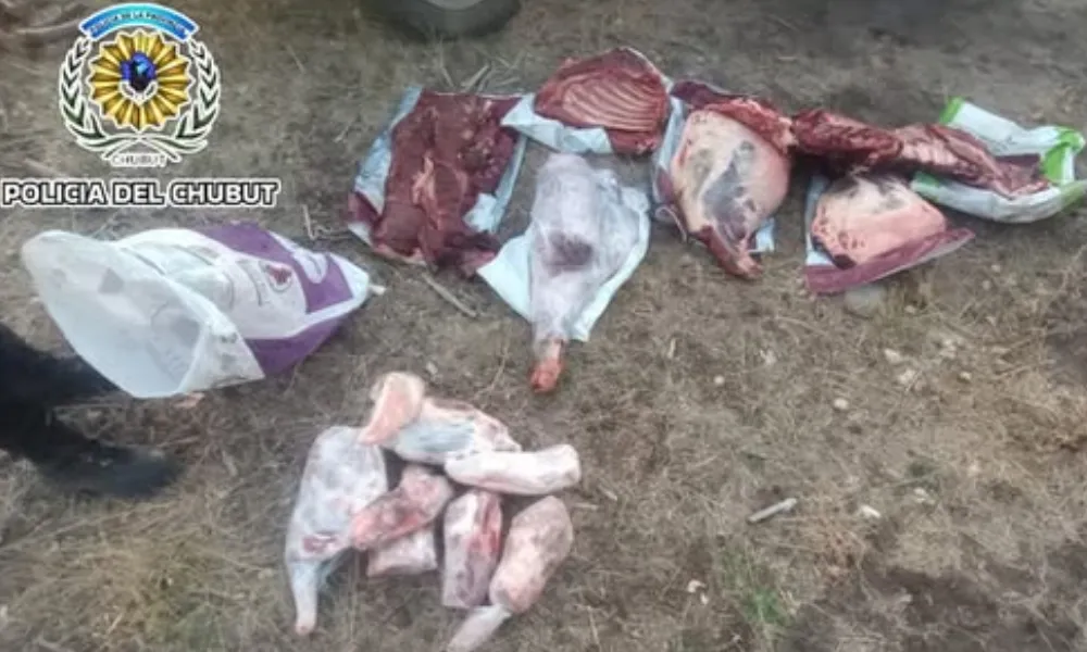 Carne Ilegal