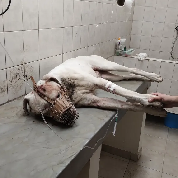 Dogo-baleado-y-abandonado-en-Trelew