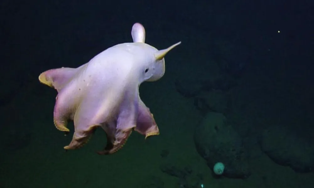 El pulpo Dumbo argentino