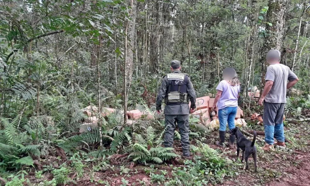 Hallan más de 24 mil paquetes de cigarrillos ocultos en la vegetación