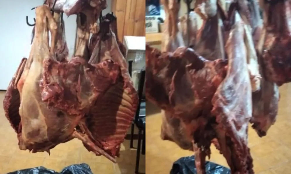 Hallan carne faenada en El Maitén
