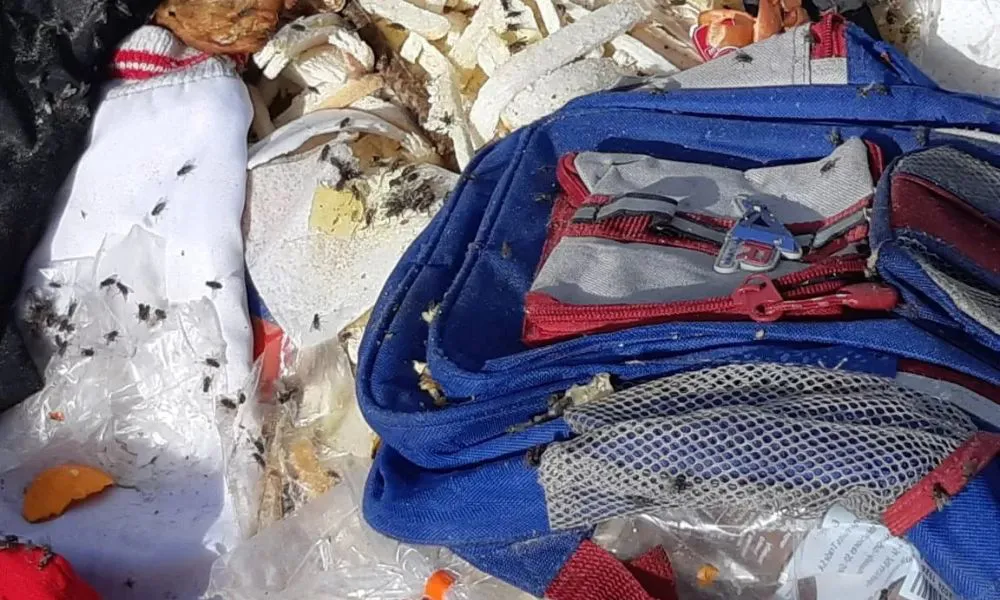 Moscas en Río Gallegos foto La Opinión Austral