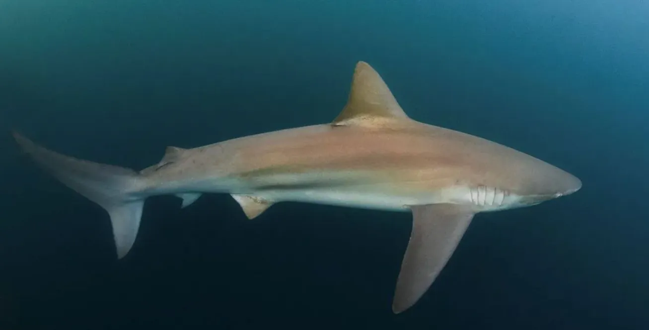 tiburones rionegrinos