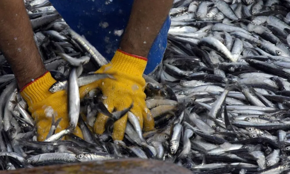 Pesca de ancohíta