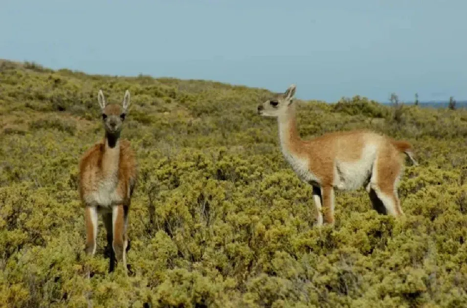 guanacos santa cruz