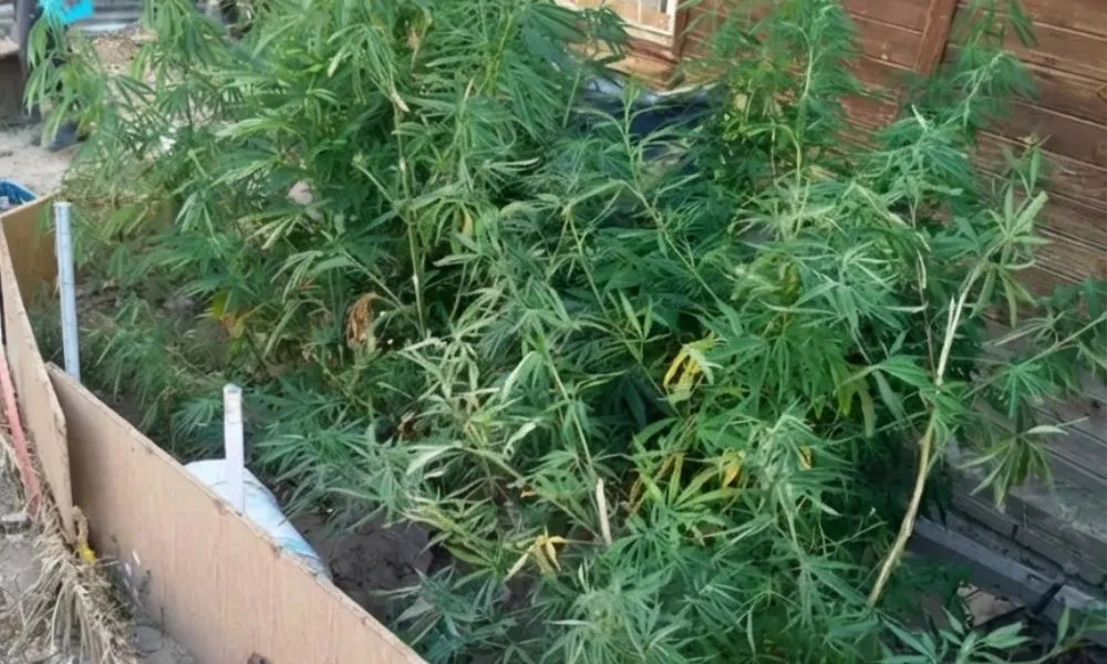 Planatas de marihuana