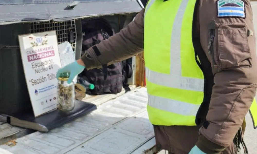 Hongos alucinógenos hallados en controles sobre la Ruta 3