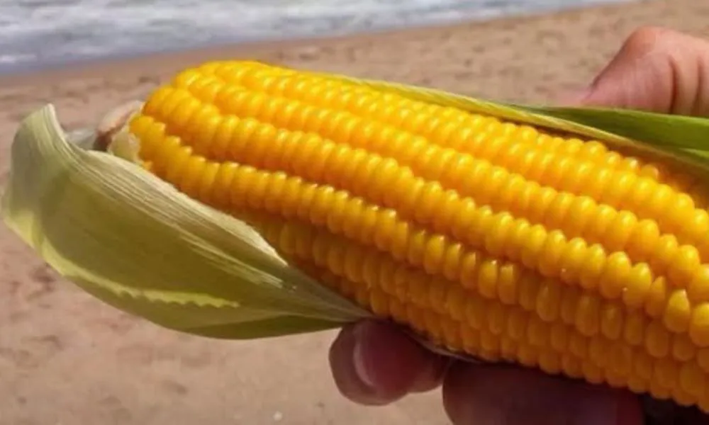 Cholco en la playa imagen ilustrativa