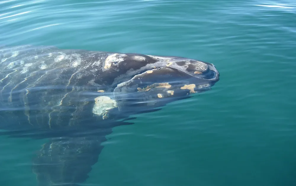 ballena estudiada