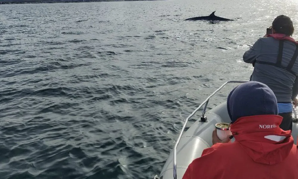 Avistaje de ballenas sei en Comodoro Rivadavia