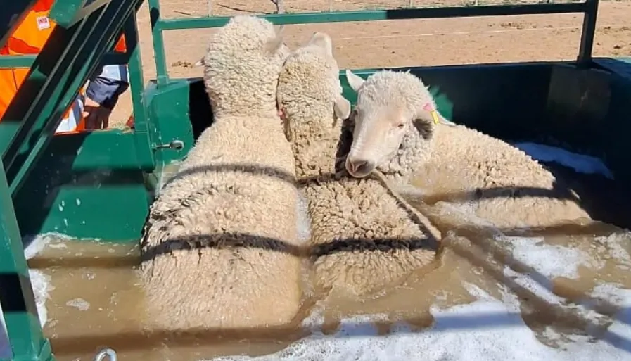 baño oveja