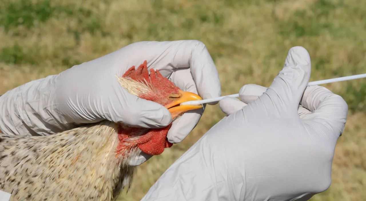 Gripe Aviar en Argentina: Mantienen la Prohibición de Eventos con Aves Domésticas
