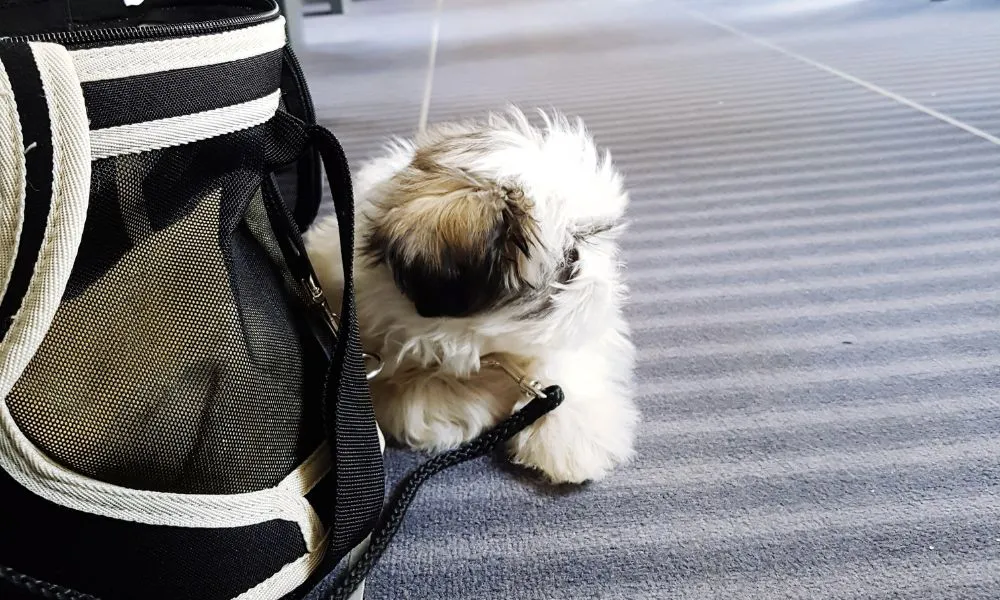 Viajar con mascotas