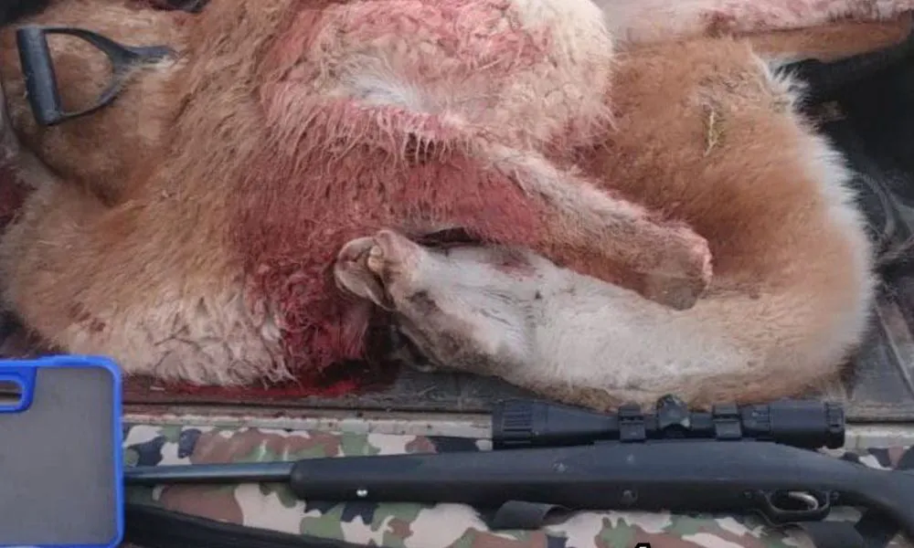 Interceptan camioneta con guanacos faenados y armas en Ruta 27