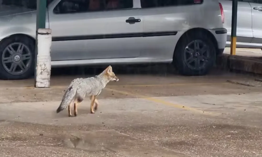 zorro en zona urbanizada