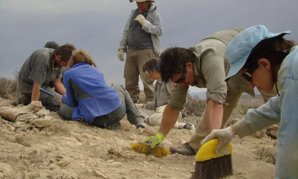 hallaron un dinosaurio herbívoro de cuello largo