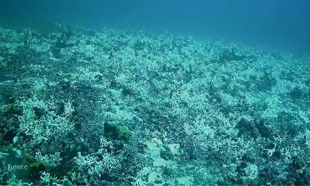 Millepora braziliensis en Pernambuco foto Agencia de Brasil EBC