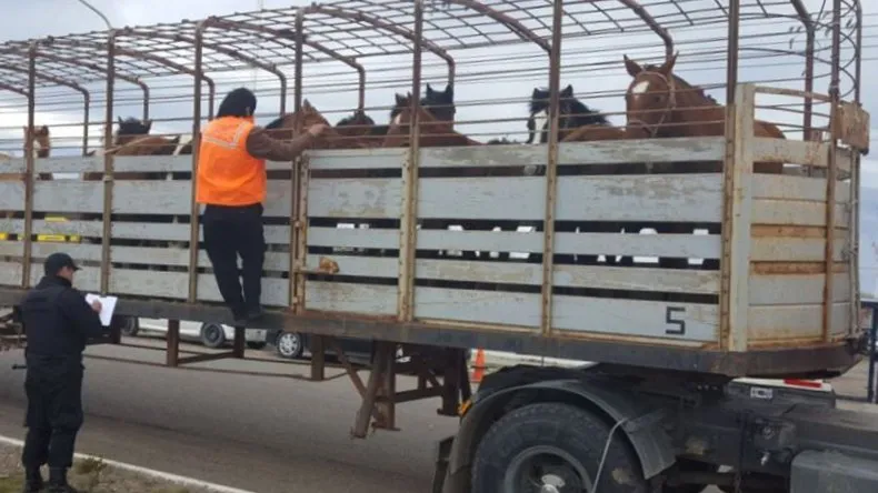 Transporte de caballos