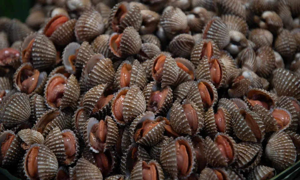 Moluscos