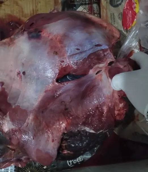 WhatsApp Image 2024-02-10 at 18.18.27 (1)