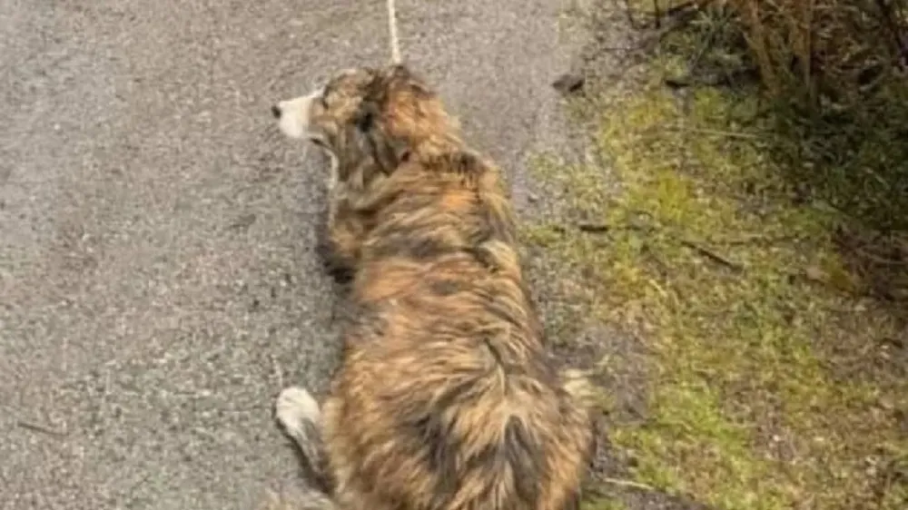 PERRO ARRASTRADO_11zon_11zon