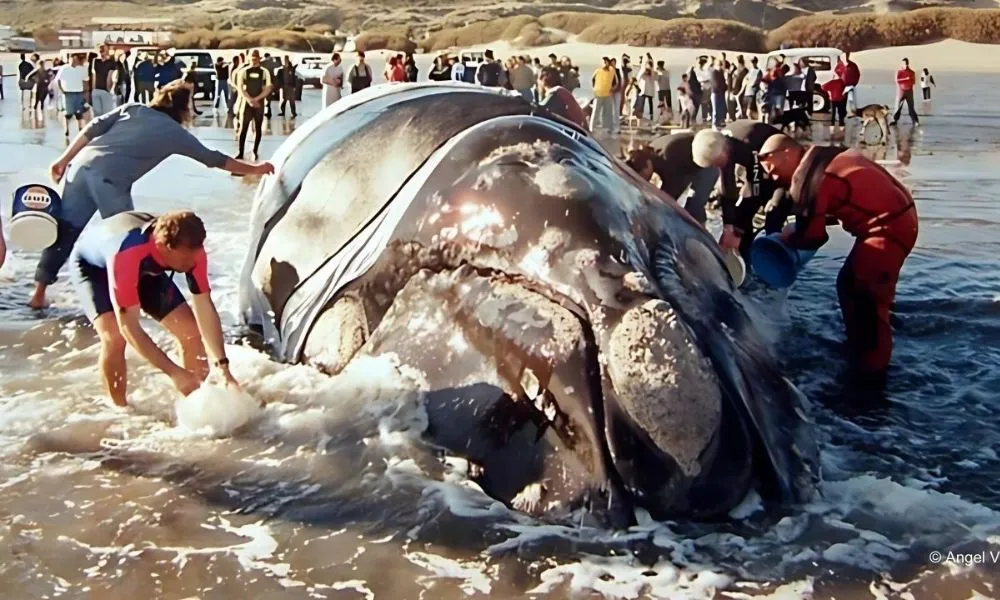 Rescate de la Ballena Garra