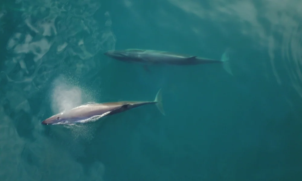 Ballena Sei