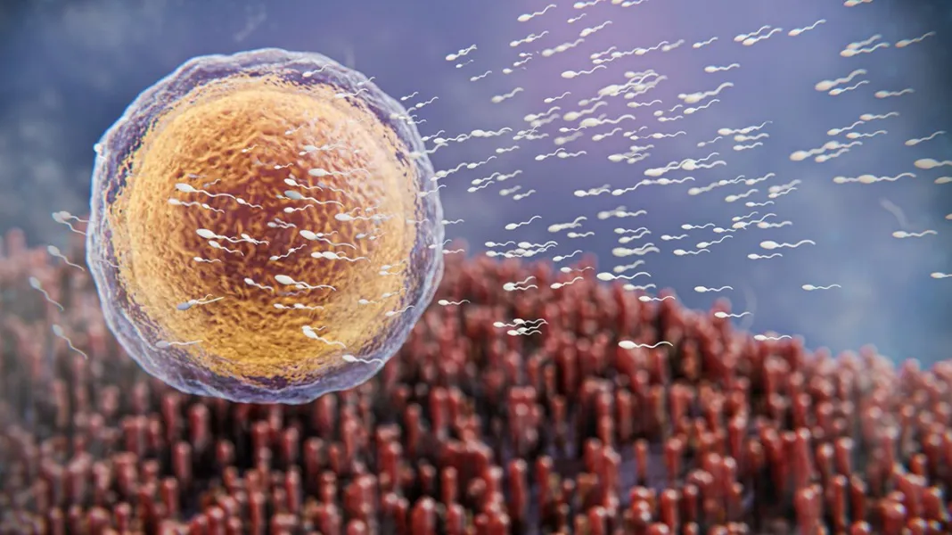 Fertilidad