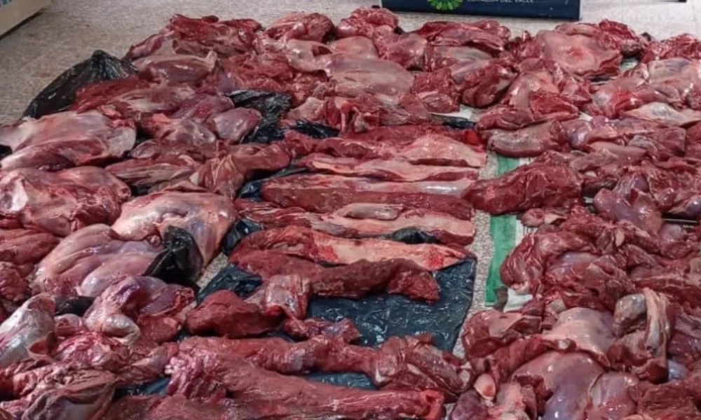 Carne de Guanaco decomisada