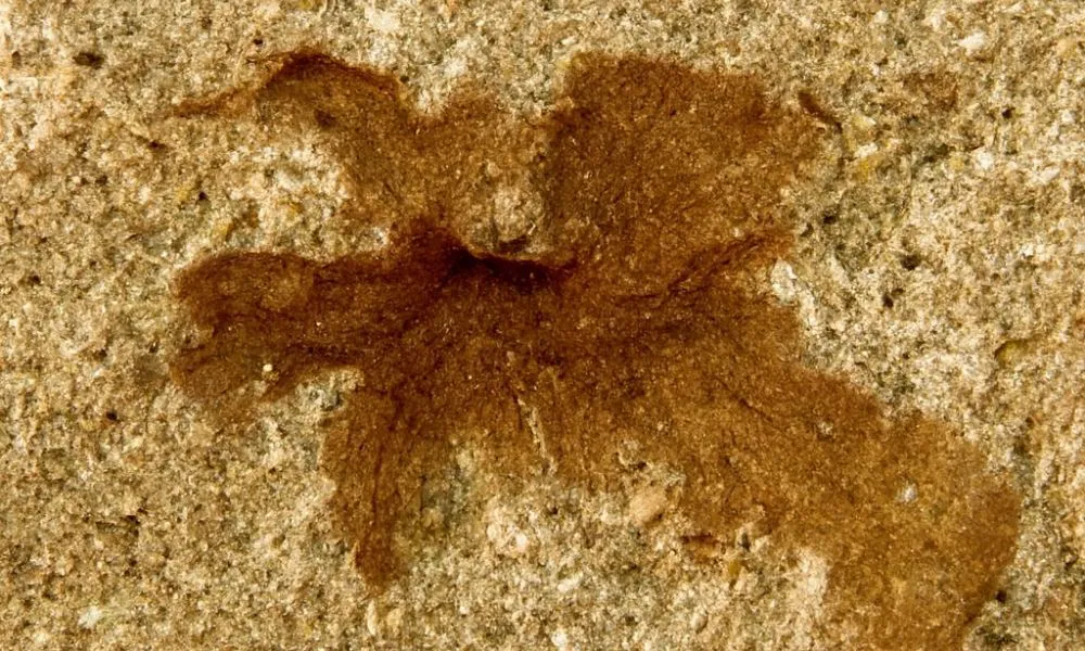 FLOR FÓSIL