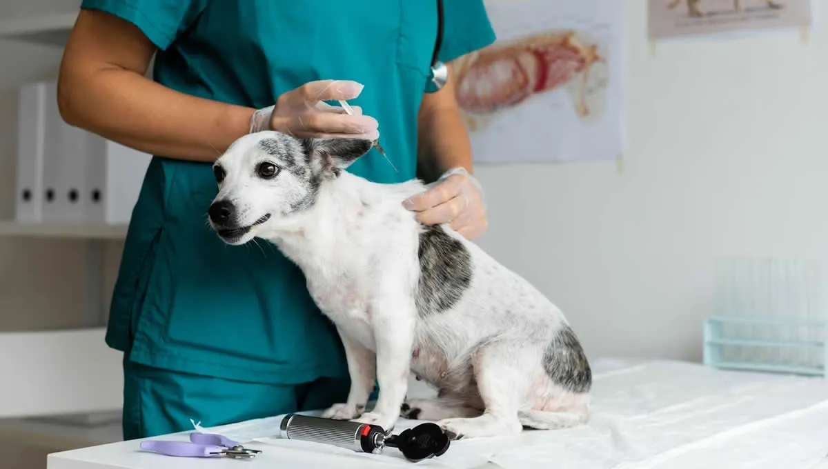 veterinario-desparasitando-a-un-perro