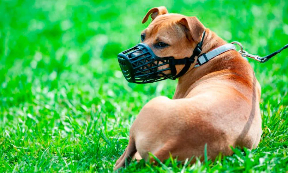 Perro con correa y bozal, foto ilustrativa