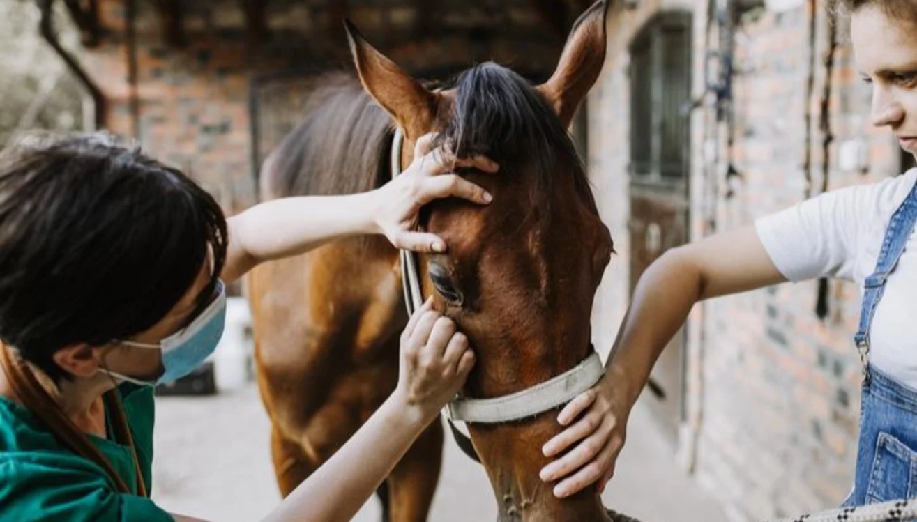 Virus del caballo