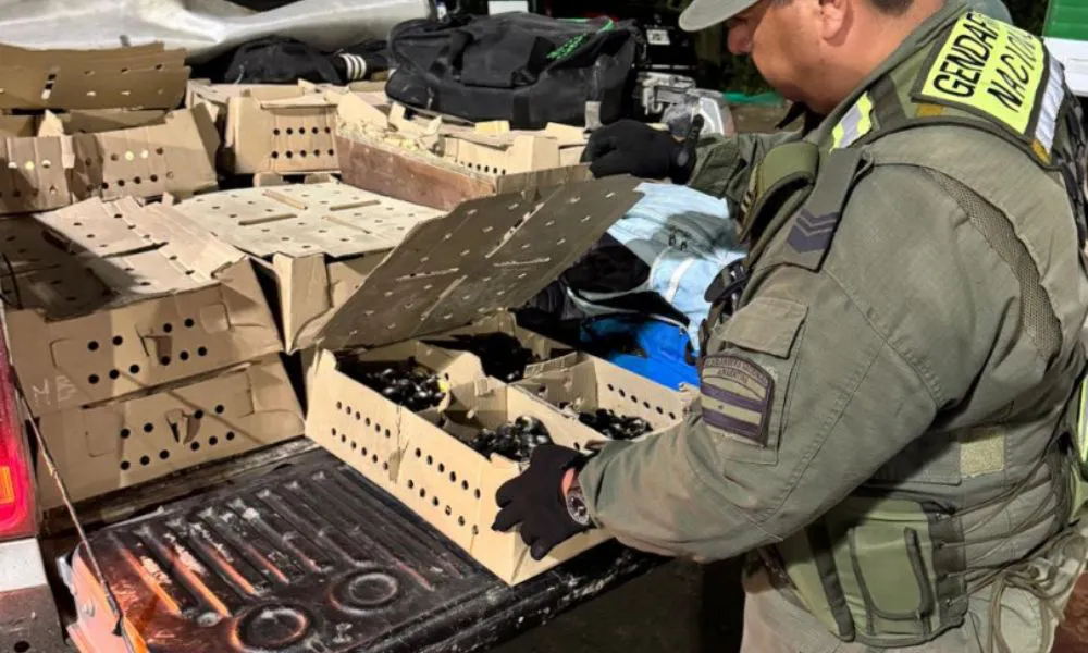 Hallan 1.900 pollitos sin aval sanitario