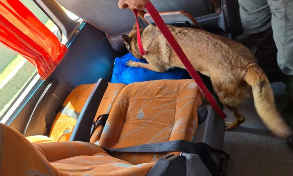 Freda encontró los peluches en un colectivo de larga distancia