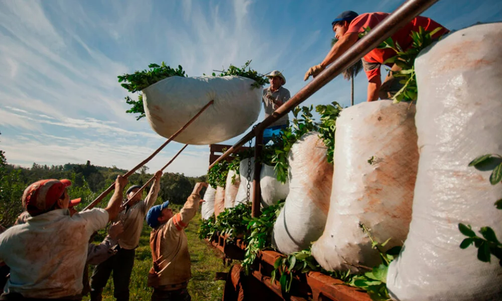 Los productores reciben solo el 11% del precio final.