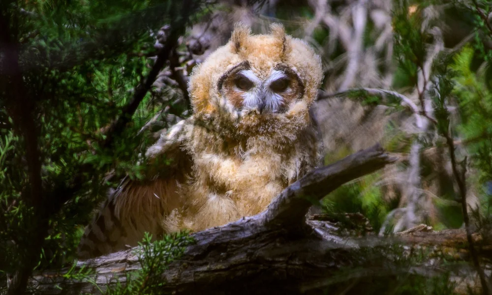 lechuzón orejudo