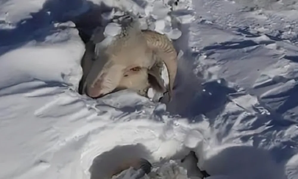 oveja nieve2