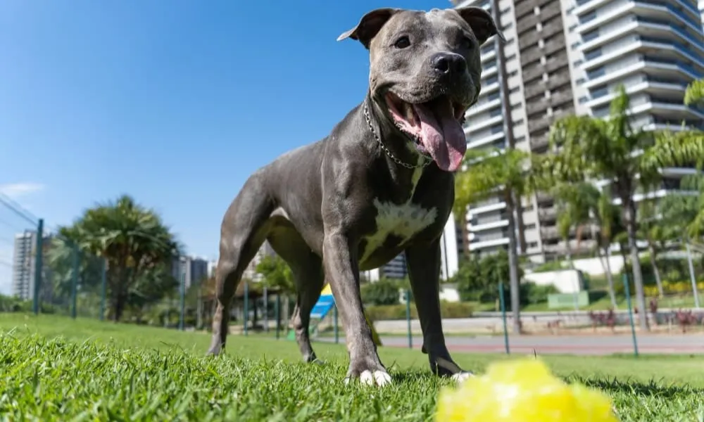Perros Pitbull