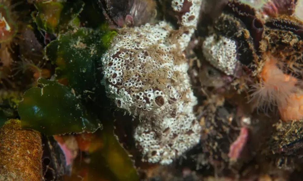 Botrylloides diegensis