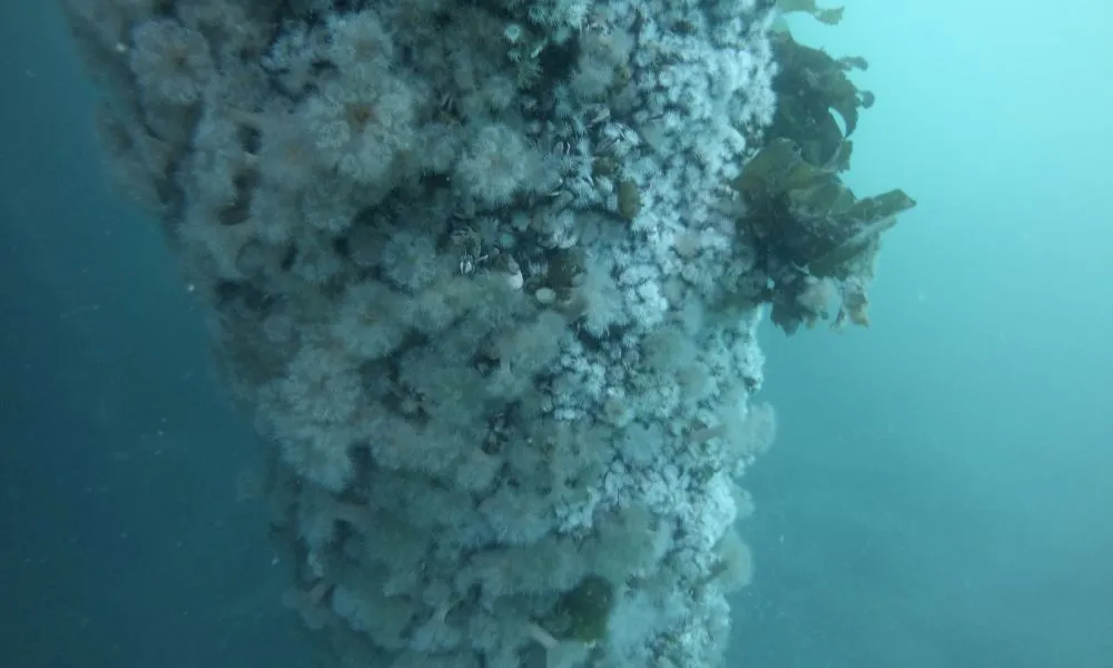 Especies exóticas Madryn