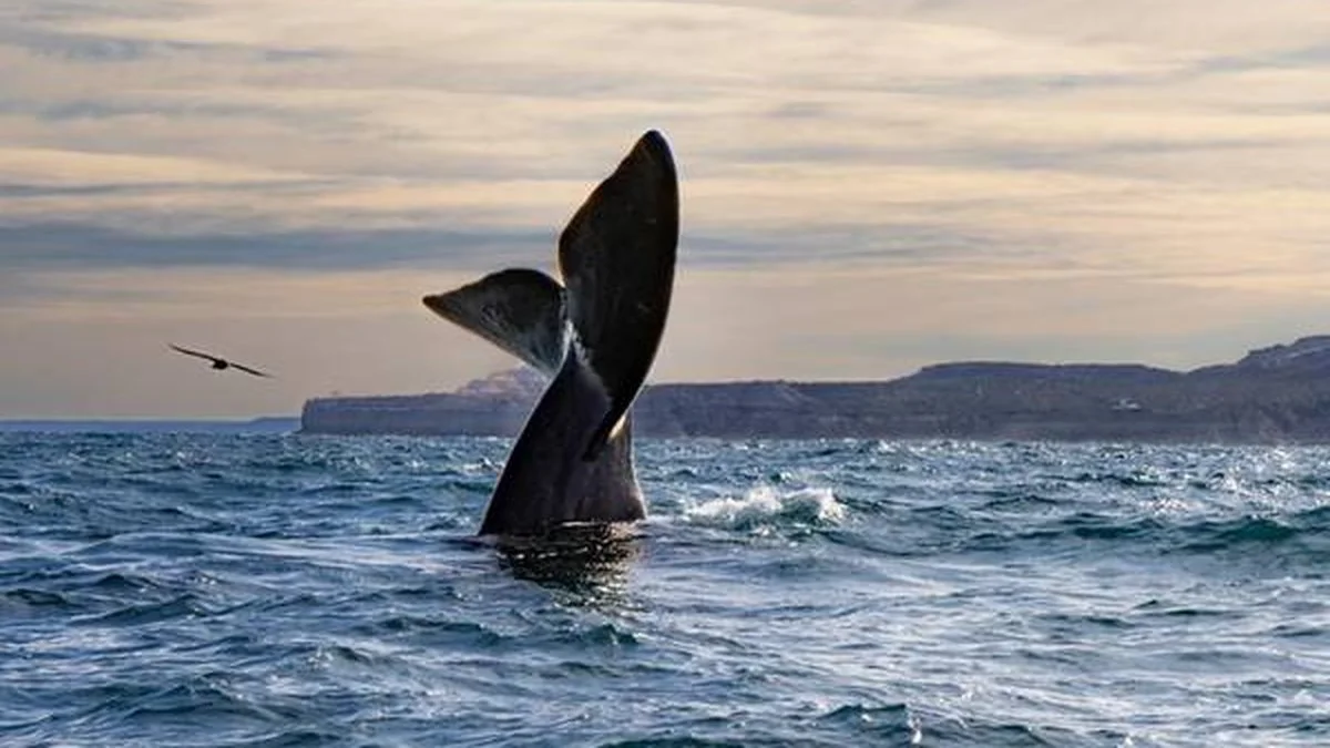 Ballenas Franca Austral