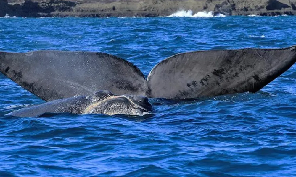 Avistaje de la ballena 
