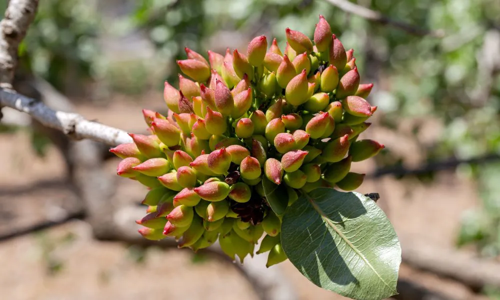 Pistacho