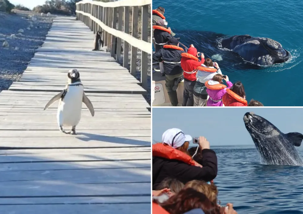 Pingüinos en Punta Tombo y ballena franca austral en Península Valdés