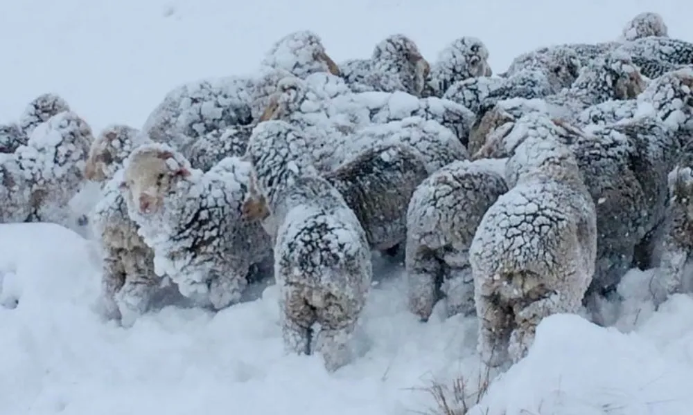 Ganado ovino en la patagonia